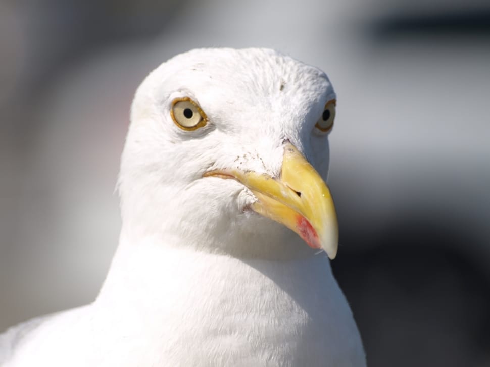 white short beak bird preview