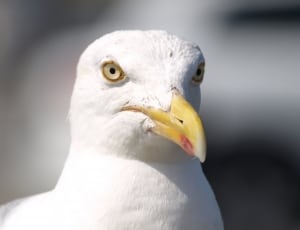 white short beak bird thumbnail