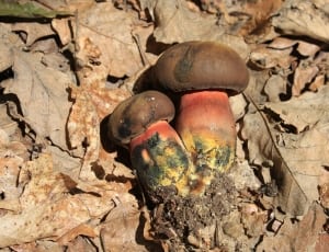 two mushrooms thumbnail