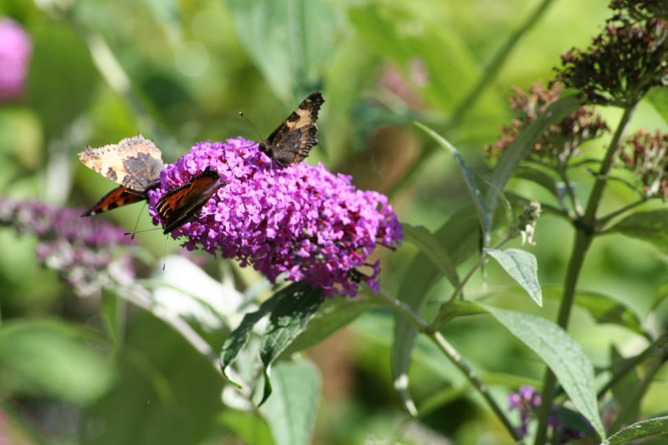 purple flower plant and brown butterly preview