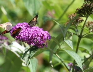 purple flower plant and brown butterly thumbnail