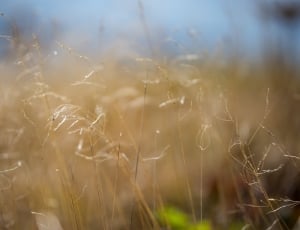 shallow focus photography of brown plants thumbnail