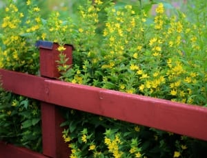 yellow and green flowers thumbnail