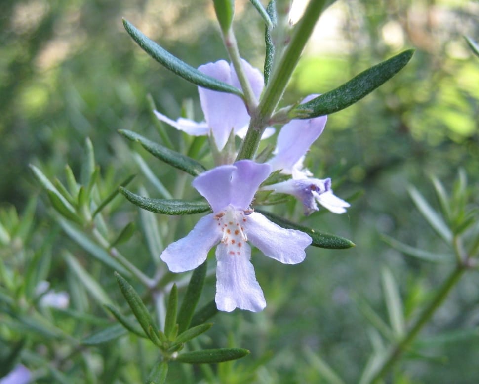 light purple angelonia preview
