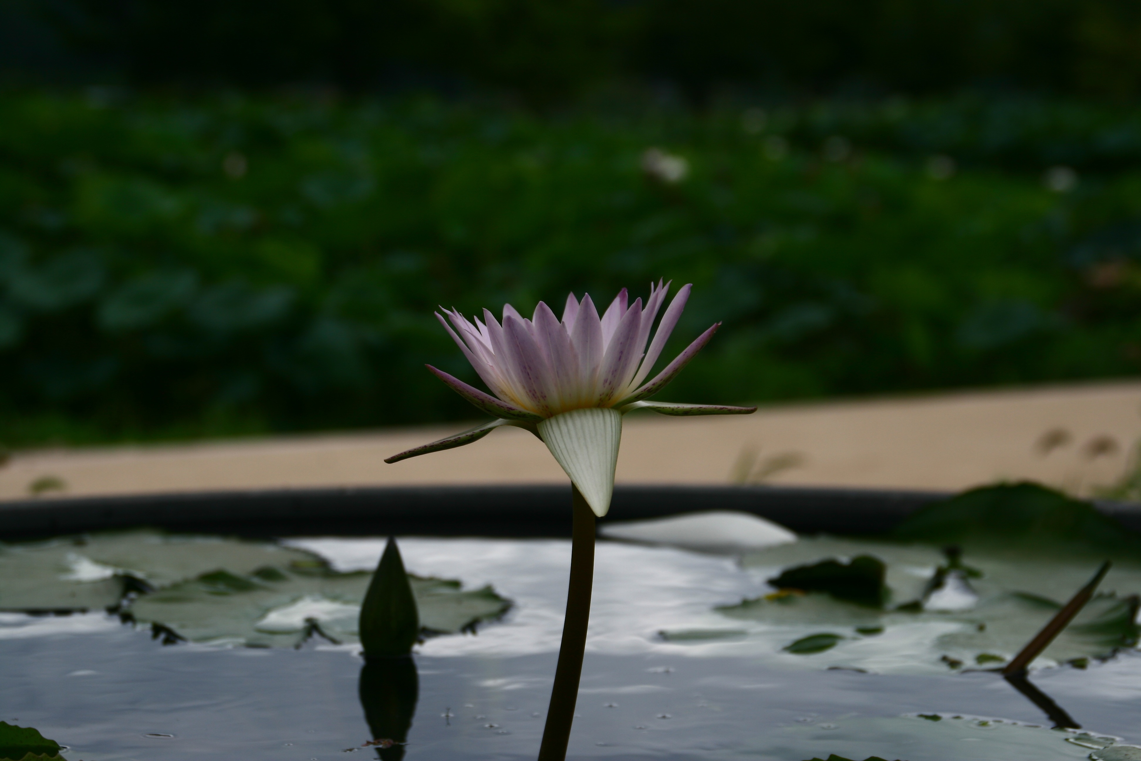 purple lotus