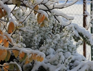 snow covered plants thumbnail