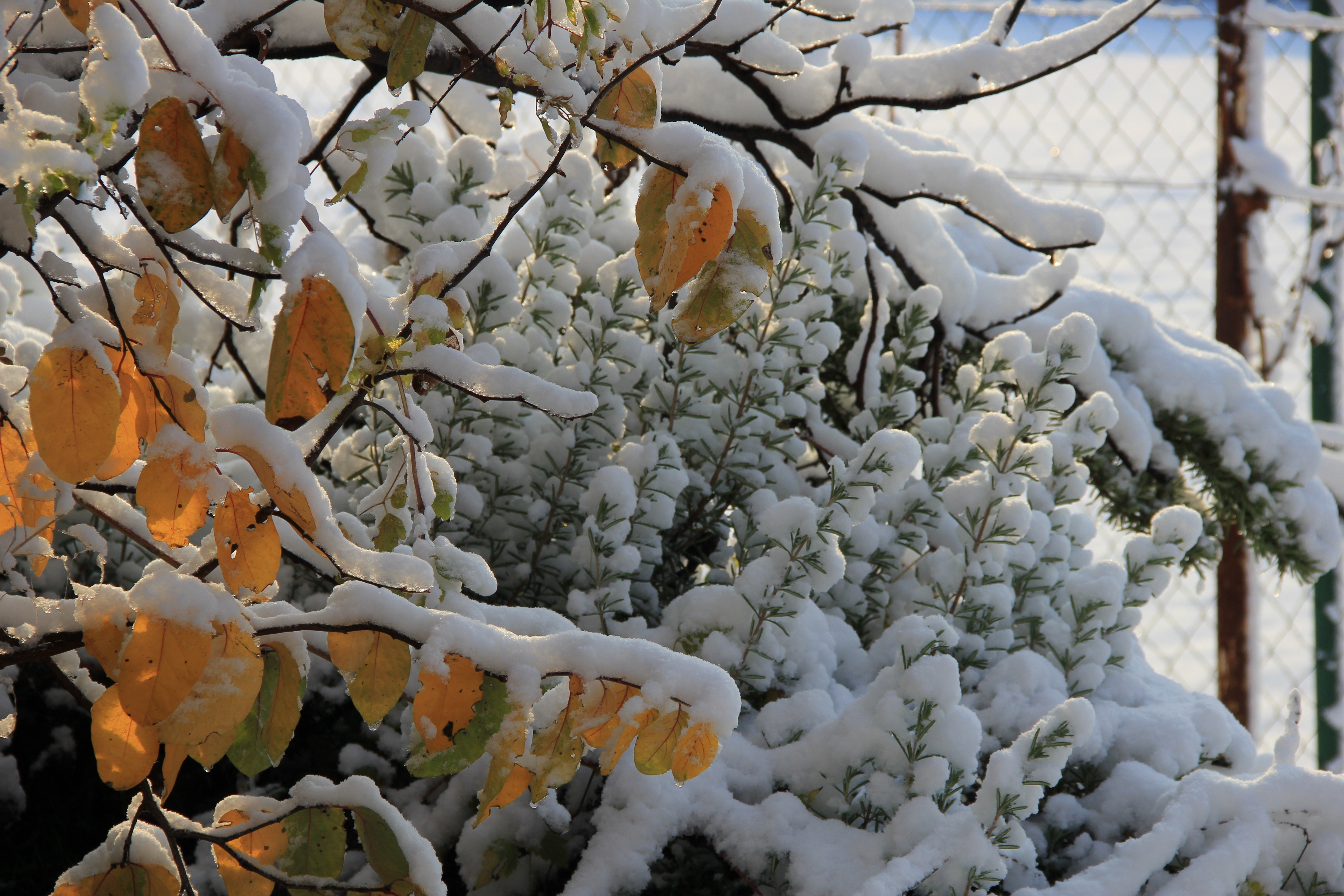 snow covered plants