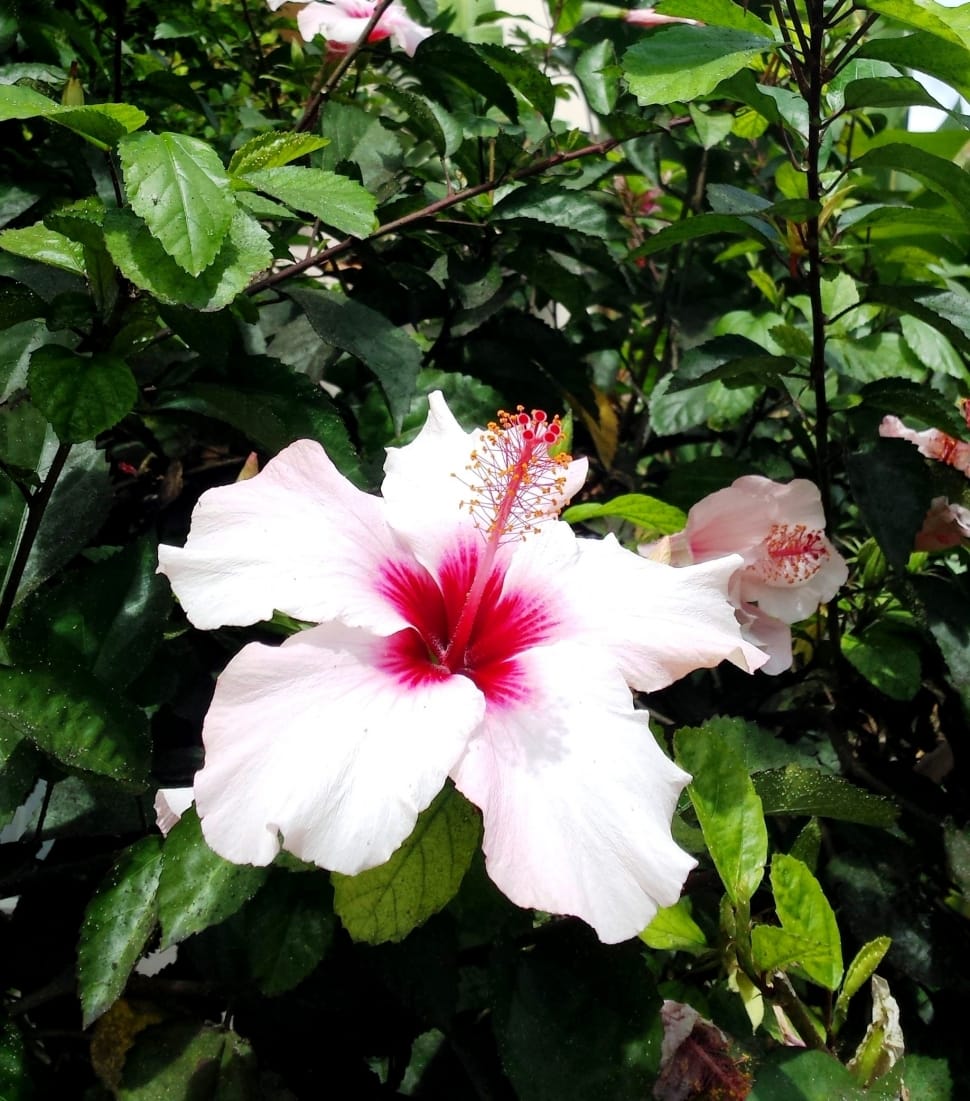 close up photo of pink and white petaled flower during day time preview