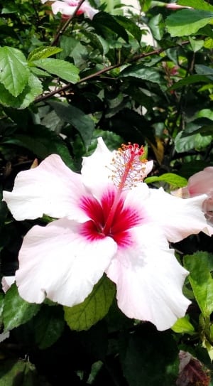 close up photo of pink and white petaled flower during day time thumbnail