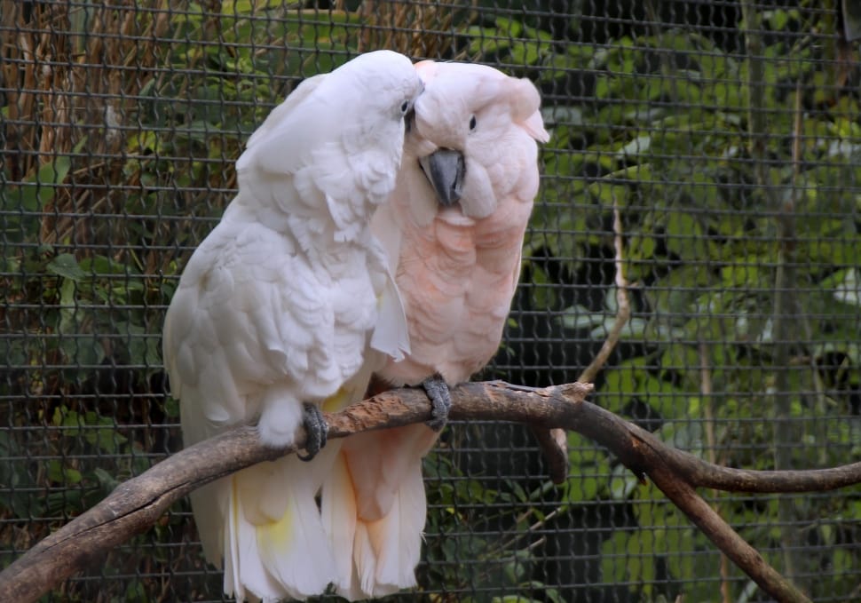 pink and white parrot preview