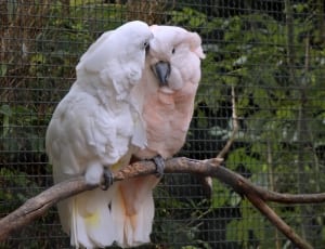 pink and white parrot thumbnail