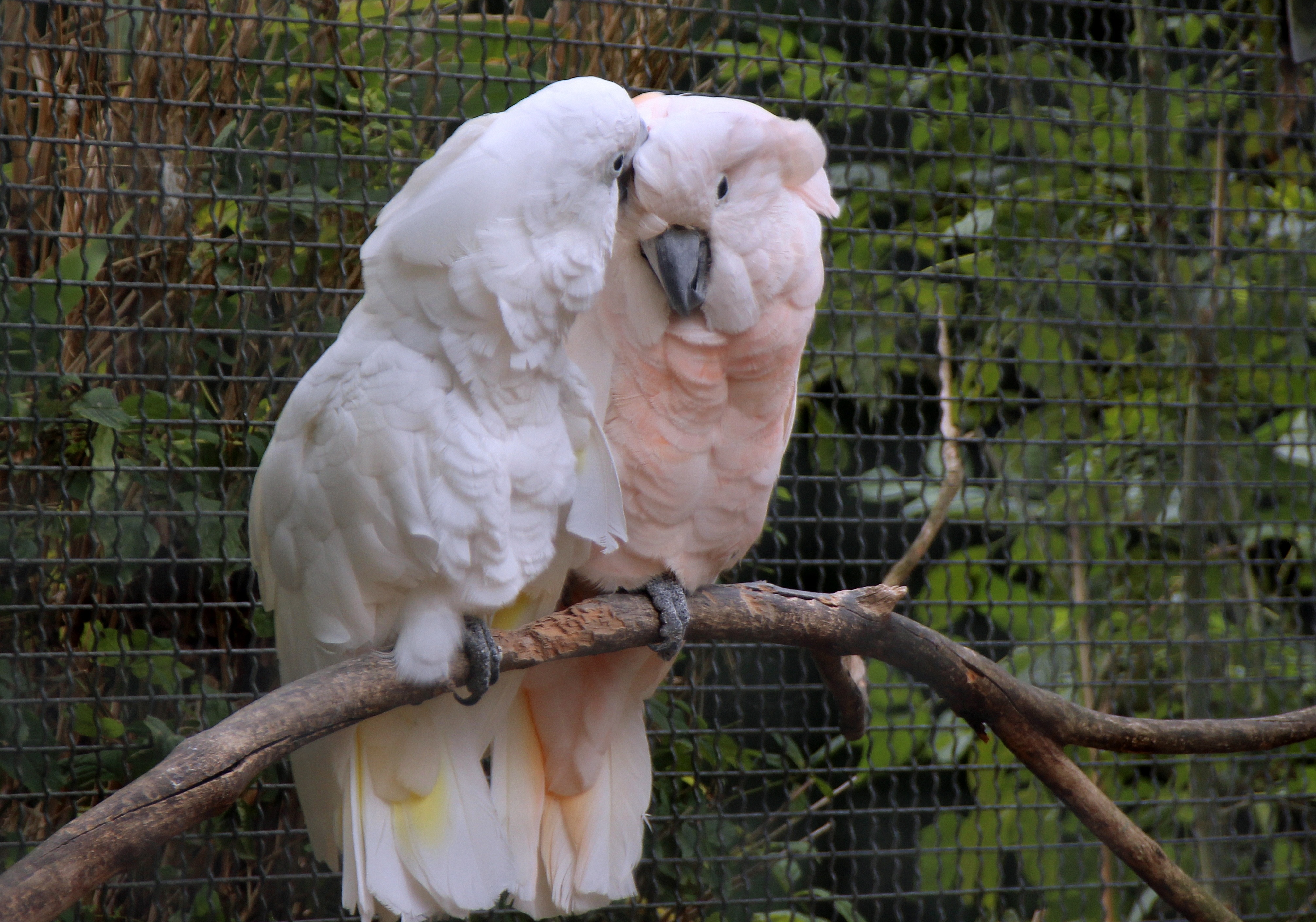 pink and white parrot