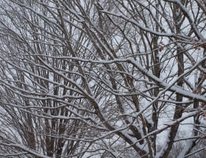 leafless trees covered with snow thumbnail