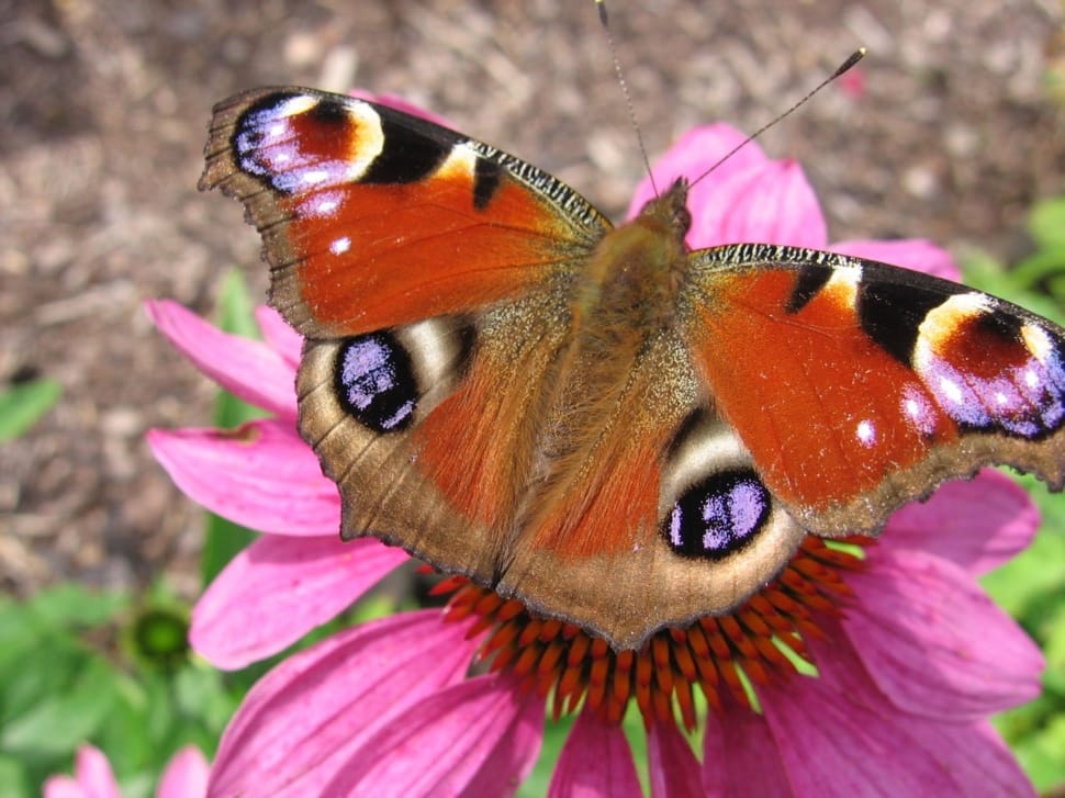 peacock butterfly perched on purple flower preview