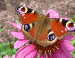 peacock butterfly perched on purple flower thumbnail