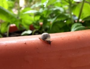 black snail thumbnail
