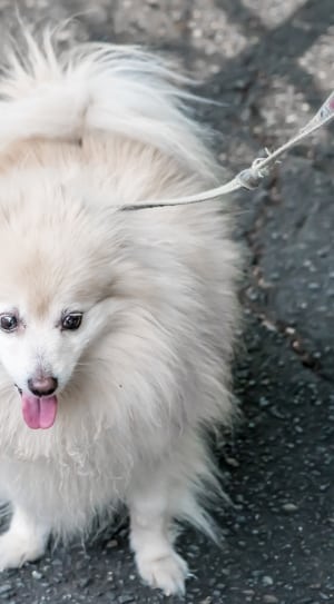 white long coat small size dog thumbnail