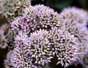 purple and green clustered petaled flower thumbnail