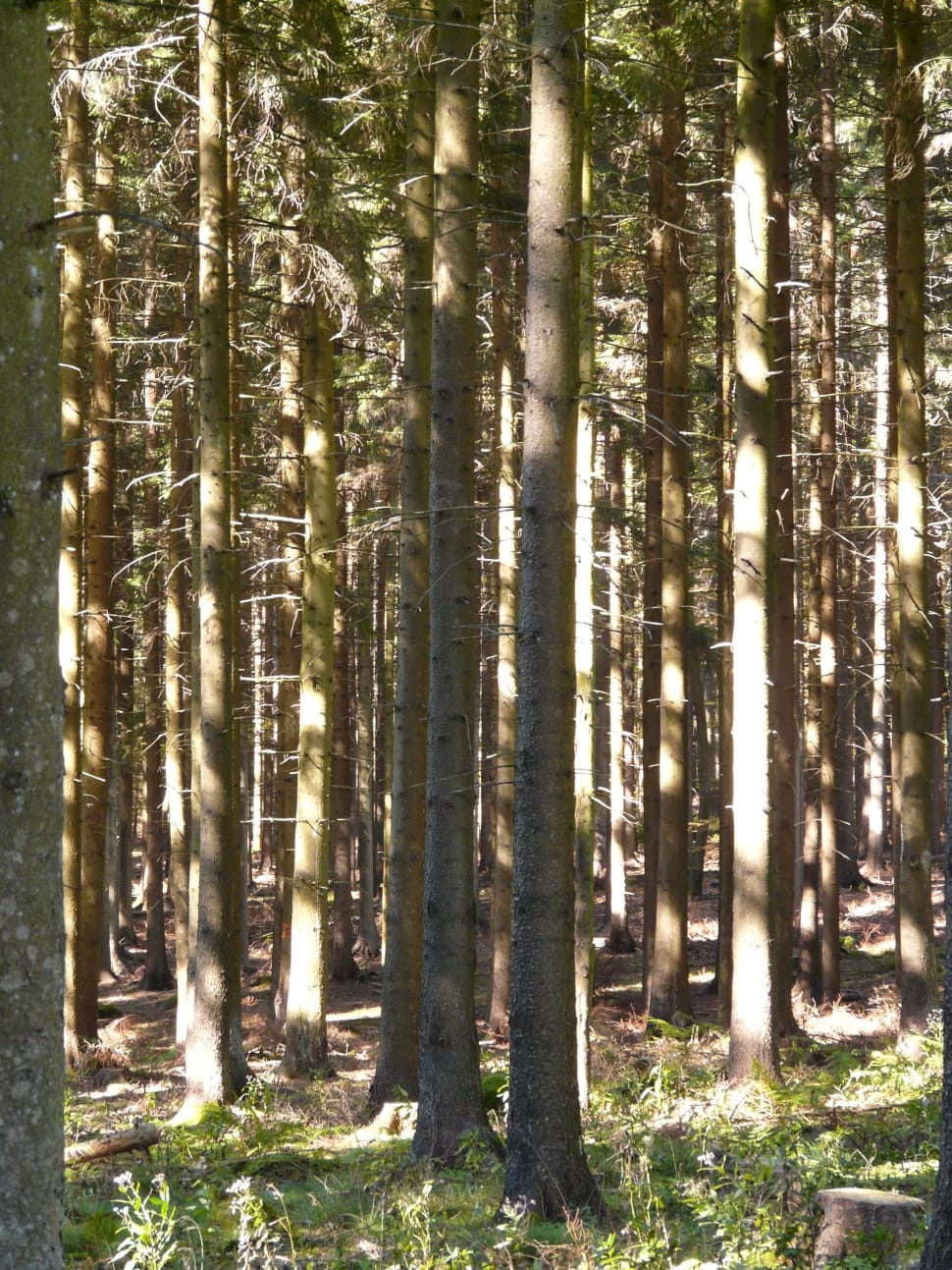 photography of forest on a sunny day preview