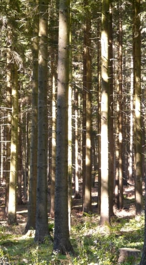 photography of forest on a sunny day thumbnail