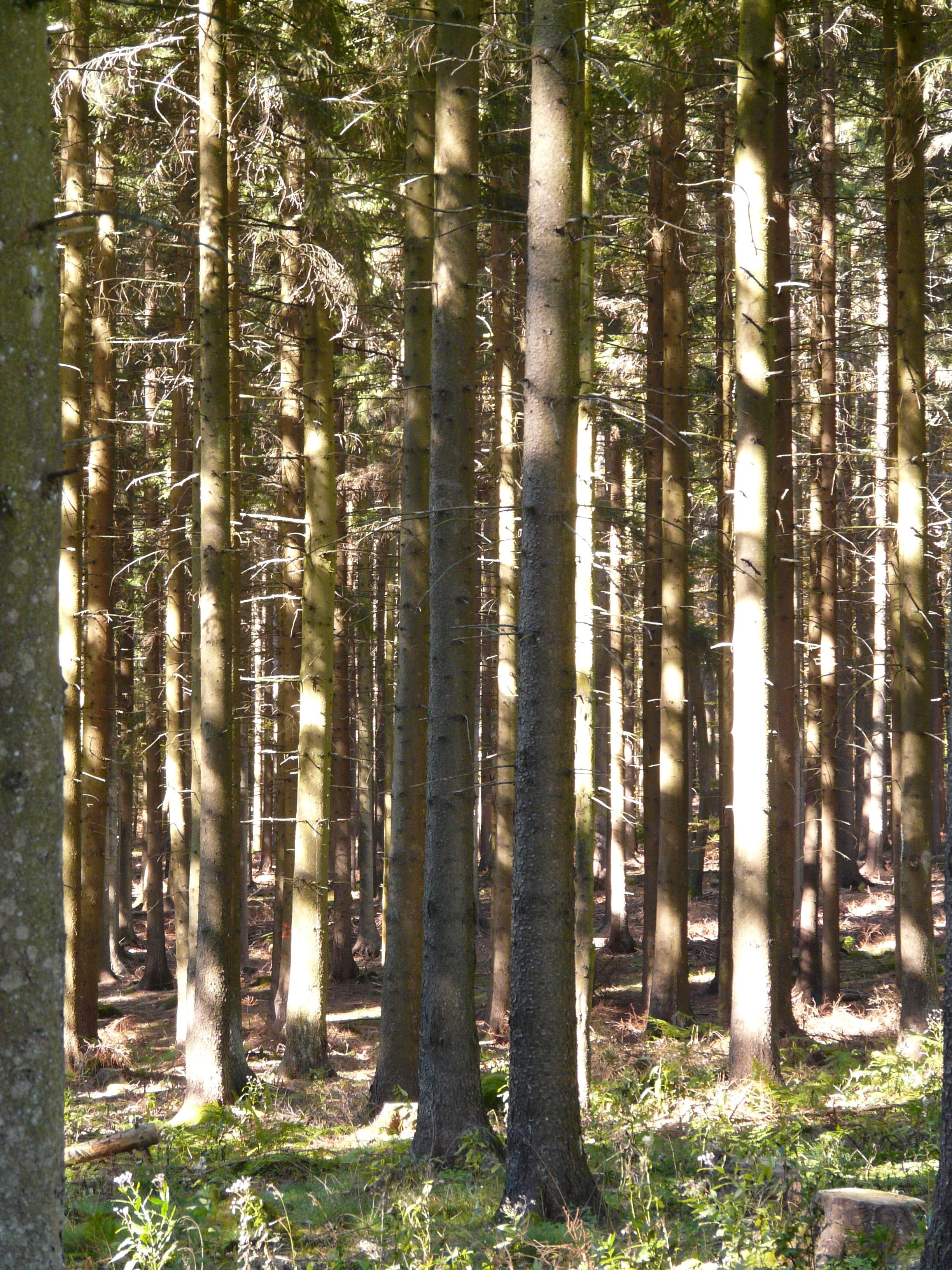 photography of forest on a sunny day