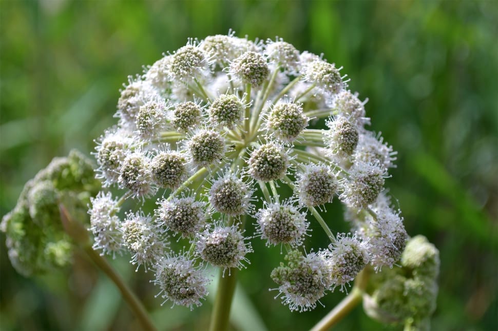 queen anne's lace flower preview