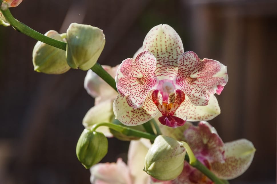 pink and white orchid preview