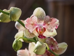 pink and white orchid thumbnail