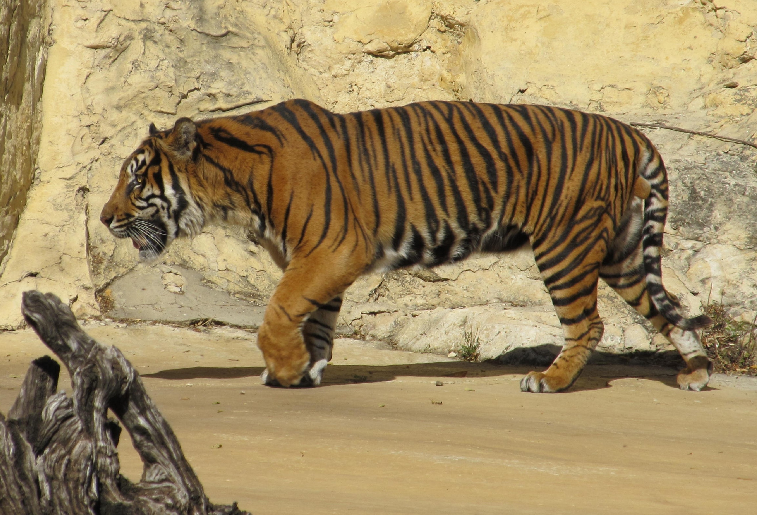 Суматранский тигр против ягуара