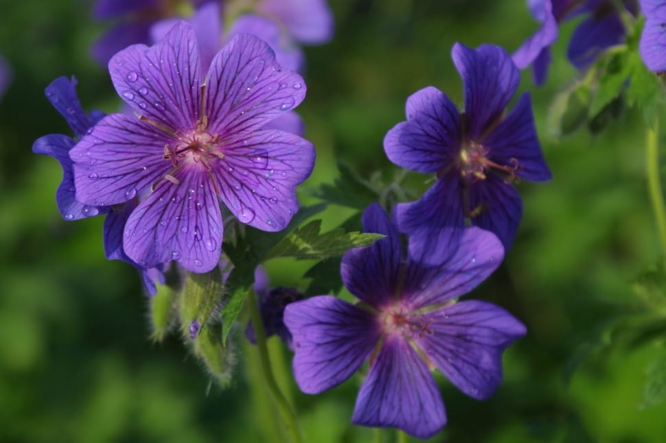 purple 5 petaled flowers preview