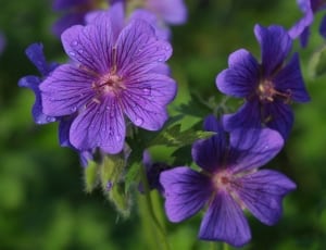 purple 5 petaled flowers thumbnail