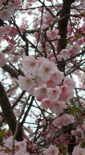 white and pink cherry blossoms thumbnail
