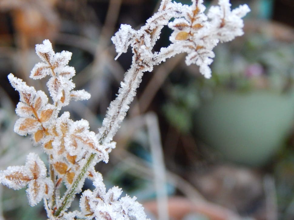Frost On Plant, Frost, Plant, winter, cold temperature preview