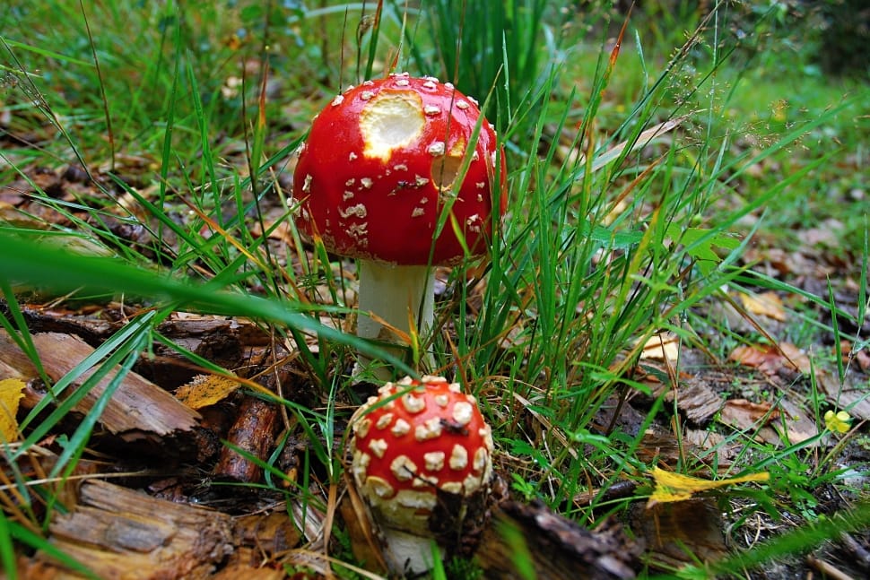 2 red mushrooms preview