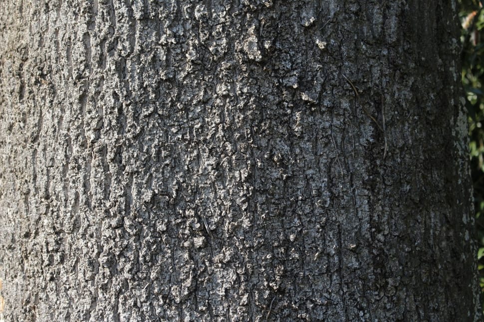 grey tree preview
