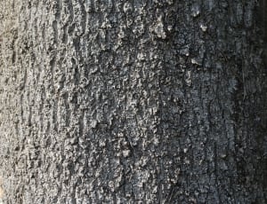 grey tree thumbnail