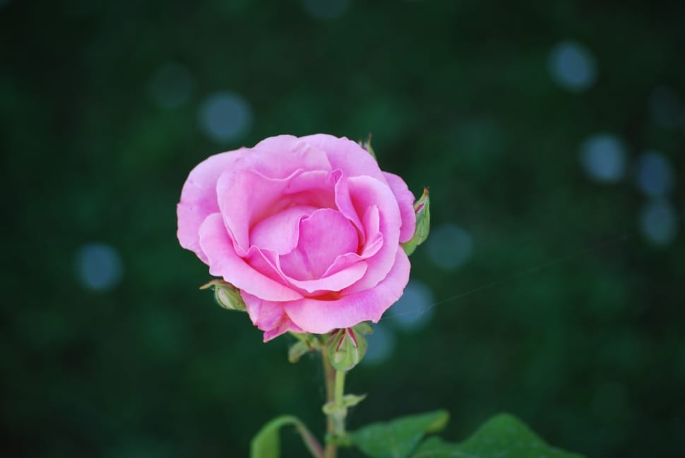 close up photography of pink rose preview