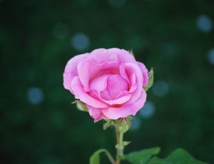 close up photography of pink rose thumbnail