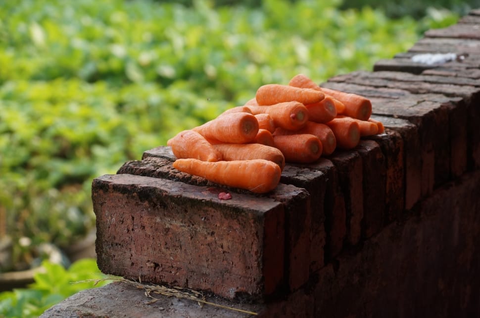 Carrots, Still Life, Vegetable, food and drink, outdoors preview