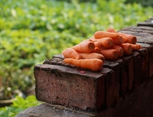 Carrots, Still Life, Vegetable, food and drink, outdoors thumbnail