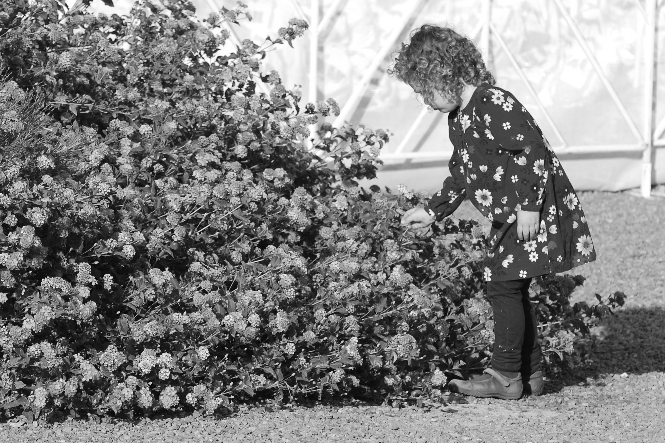 gray scale photo of child picking flower