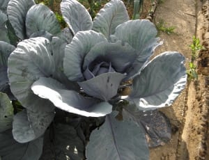 gray plant thumbnail