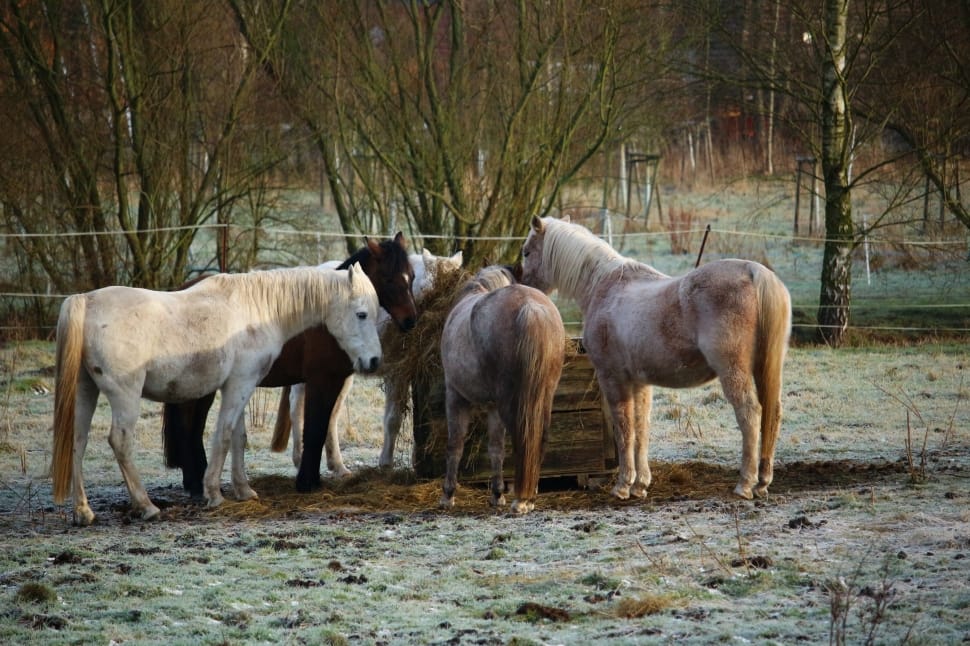 group of horse preview