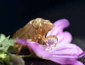 brown cicada nymph thumbnail