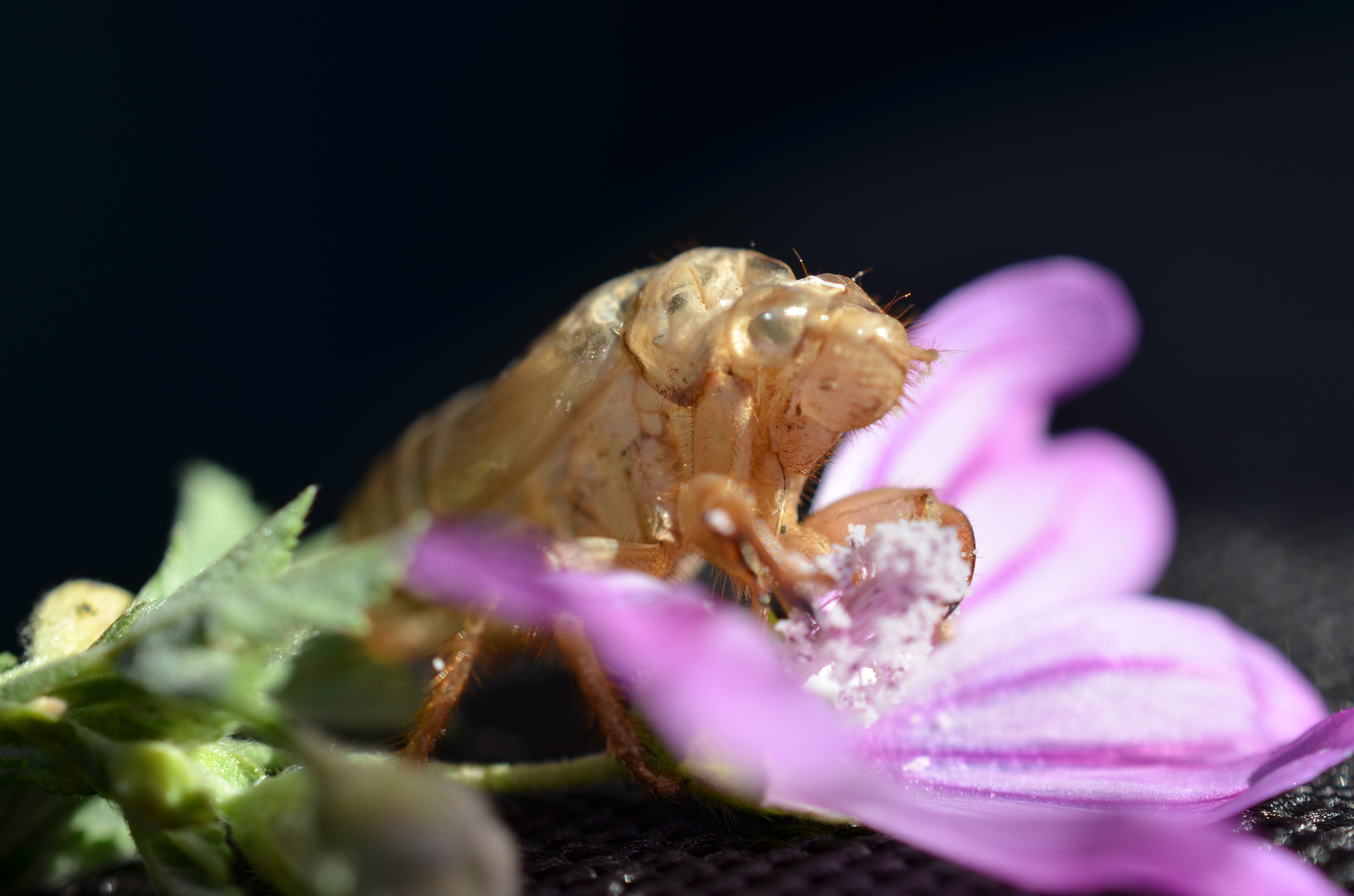brown cicada nymph