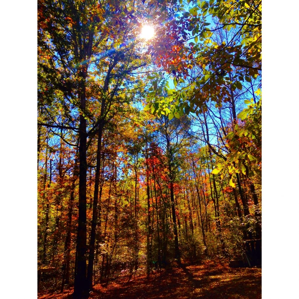 green leaved trees preview