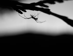 brown small spider silhouette thumbnail