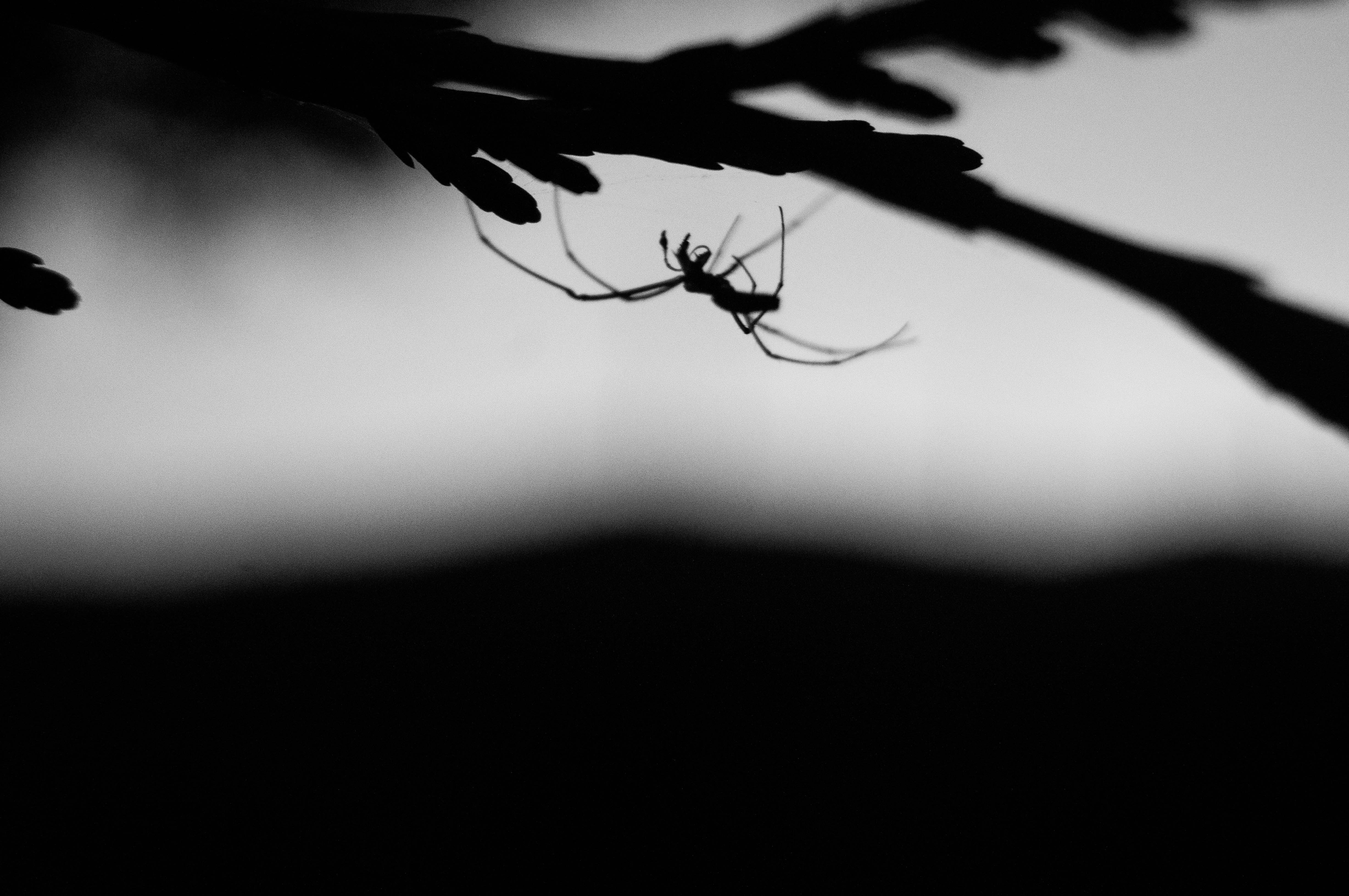 brown small spider silhouette
