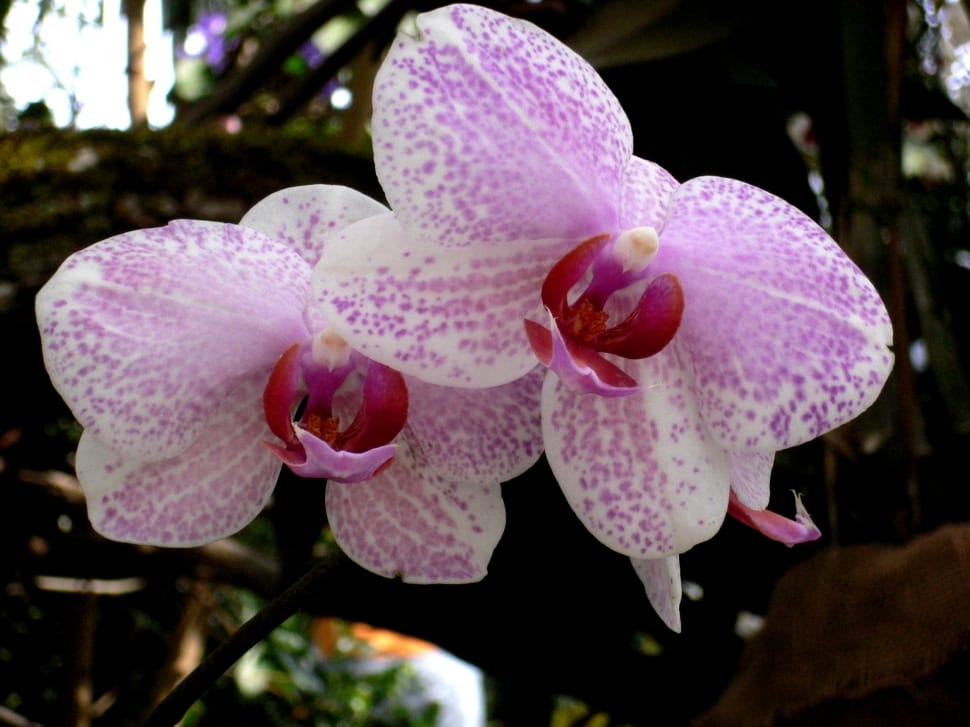 Orchid, Flower, Flowers, Plant, White, flower, pink color preview