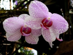 Orchid, Flower, Flowers, Plant, White, flower, pink color thumbnail